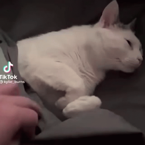 A White Cat Is Laying On A Couch With A Tiktok Watermark On The Bottom GIF