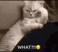 A White Cat Is Laying On A Person 'S Lap And Looking At The Camera . GIF