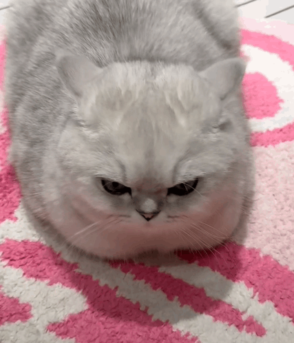 A White Cat Is Laying On A Pink And White Carpet GIF