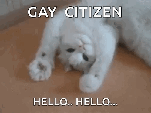 A White Cat Is Laying On Its Back And Says Gay Citizen Hello Hello .. GIF