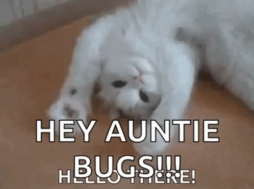 A White Cat Is Laying On Its Back On A Wooden Floor And Says `` Hey Auntie Bugs !!! Hello There ! '' GIF