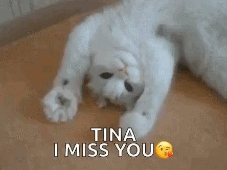 A White Cat Is Laying On Its Back On A Wooden Floor And Says `` Tina I Miss You '' . GIF
