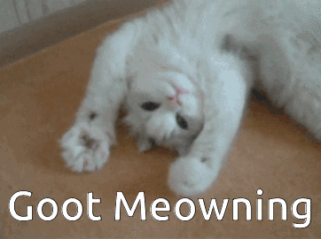 A White Cat Is Laying On Its Back With The Caption Goot Meowning GIF