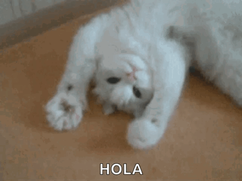 A White Cat Is Laying On Its Back With The Word Hola Written On The Bottom GIF