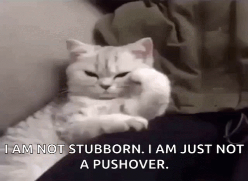 A White Cat Is Laying On Someone 'S Lap And Says I Am Not Stubborn . GIF
