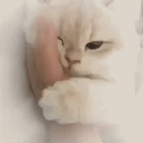 A White Cat Is Licking A Person 'S Face . GIF