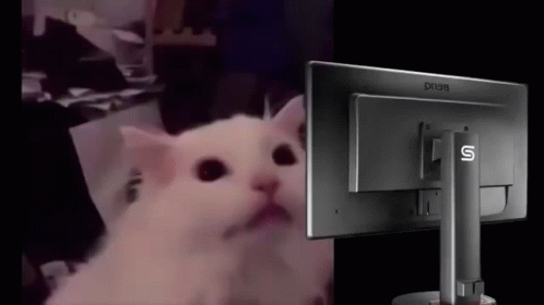 A White Cat Is Looking At A Computer Screen . GIF