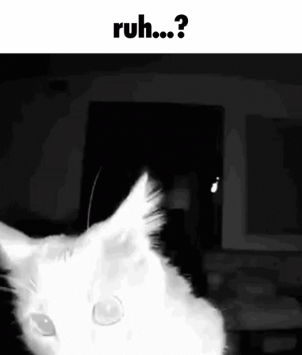 A White Cat Is Looking At The Camera In A Black And White Photo With The Words Ruh .. ? Above It . GIF