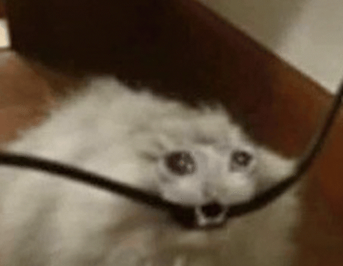 A White Cat Is Looking At The Camera While Holding A Cord . GIF