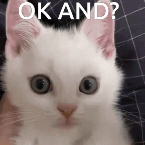 A White Cat Is Looking At The Camera With The Words Ok And Written Above It GIF