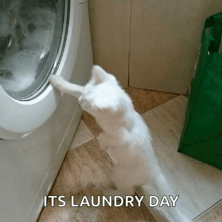 A White Cat Is Looking Into A Washing Machine With The Words " Its Laundry Day " Above It . GIF