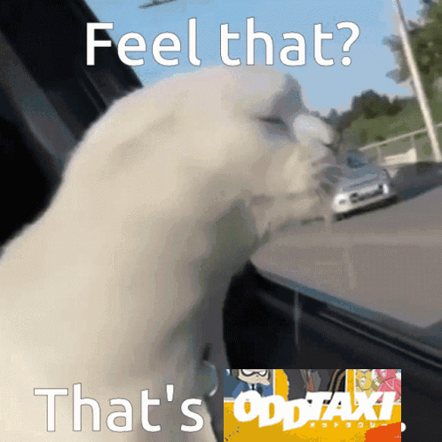 A White Cat Is Looking Out A Window With The Words Feel That That 'S Oddtaxi GIF