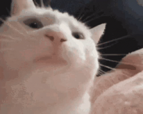 A White Cat Is Looking Up At The Camera . GIF