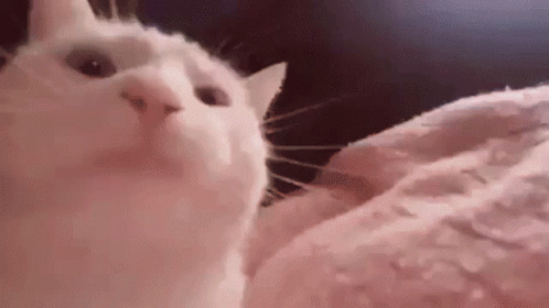 A White Cat Is Looking Up At The Camera While Laying On A Bed . GIF