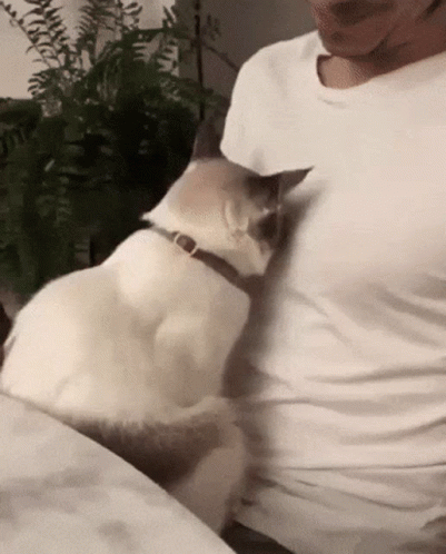 A White Cat Is Petting A Man 'S Arm While Wearing A Collar . GIF