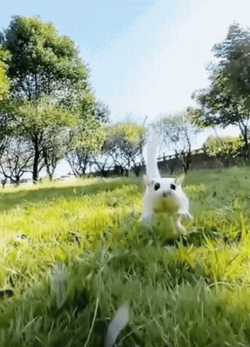 A White Cat Is Running Through The Grass In A Park . GIF
