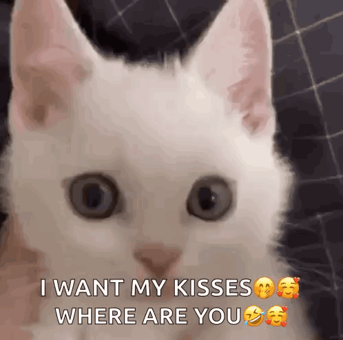A White Cat Is Saying I Want My Kisses Where Are You . GIF