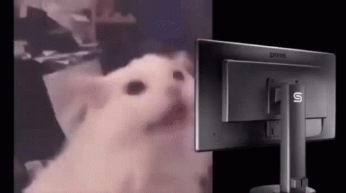 A White Cat Is Sitting In Front Of A Computer Screen . GIF