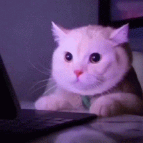 A White Cat Is Sitting In Front Of A Laptop Computer Looking At The Screen . GIF