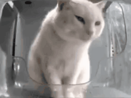A White Cat Is Sitting Inside Of A Clear Glass Container . GIF