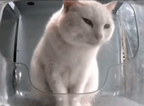 A White Cat Is Sitting Inside Of A Plastic Container GIF
