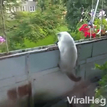 A White Cat Is Sitting On A Balcony With Flowers In The Background And The Words Viralhog Below It GIF