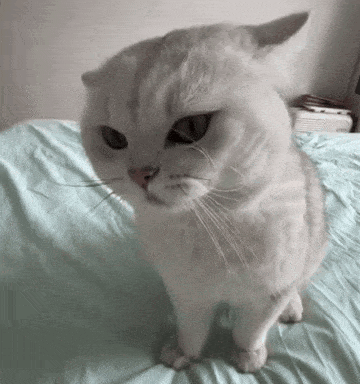 A White Cat Is Sitting On A Bed With A Blue Blanket Looking At The Camera . GIF