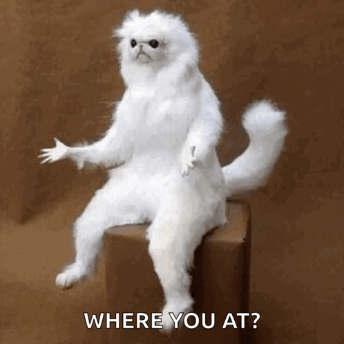 A White Cat Is Sitting On A Box And Asking Where You At . GIF