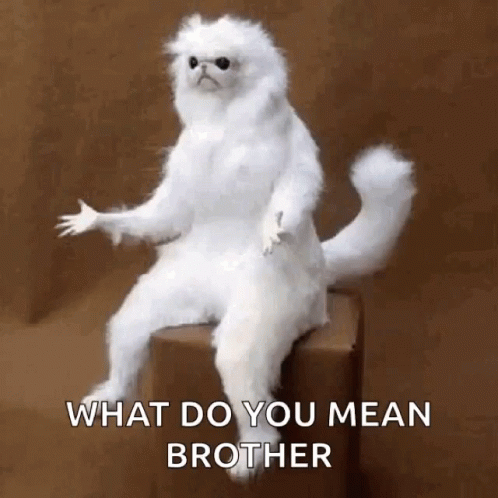 A White Cat Is Sitting On A Box With The Words `` What Do You Mean Brother '' Written Below It . GIF