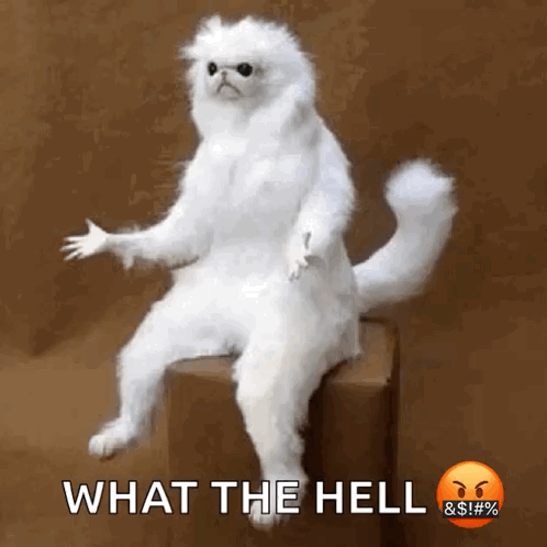 A White Cat Is Sitting On A Box With The Words What The Hell Written On The Bottom GIF