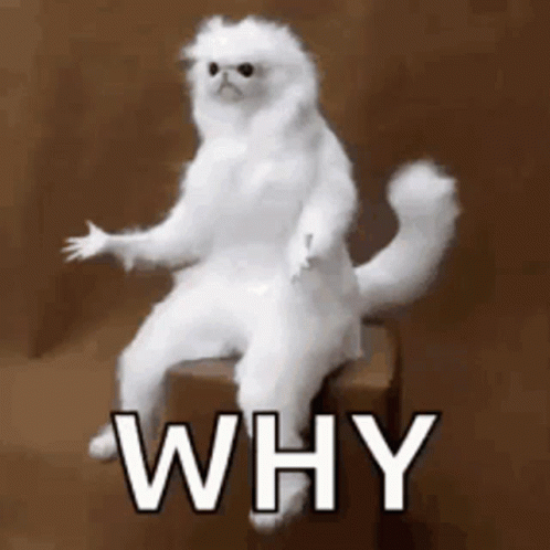 A White Cat Is Sitting On A Box With The Words `` Why '' Written Below It . GIF