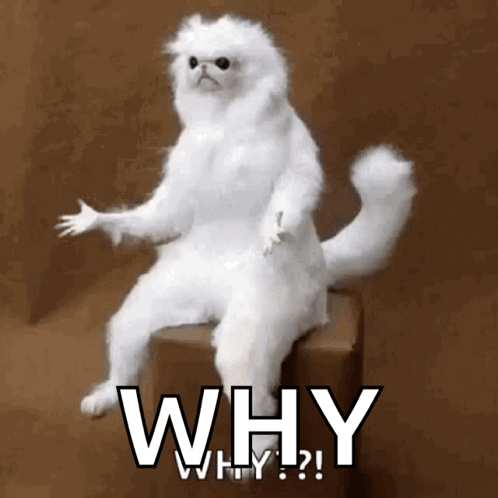 A White Cat Is Sitting On A Box With The Words " Why " Written On It GIF