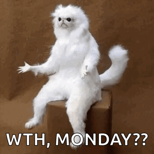 A White Cat Is Sitting On A Box With The Words Wth , Monday ? Written On It . GIF