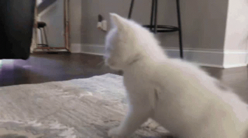 A White Cat Is Sitting On A Carpet In A Living Room . GIF