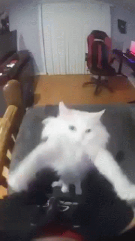 A White Cat Is Sitting On A Couch In A Living Room With A Chair In The Background . GIF