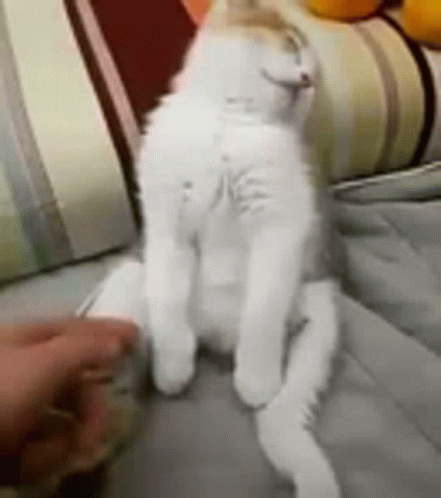 A White Cat Is Sitting On A Couch With Its Legs Crossed And A Person Petting It . GIF