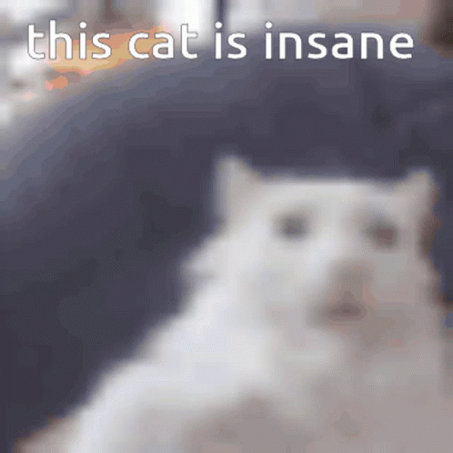 A White Cat Is Sitting On A Couch With The Words This Cat Is Insane Above It GIF