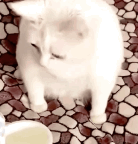 A White Cat Is Sitting On A Mosaic Tile Floor Next To A Cup . GIF