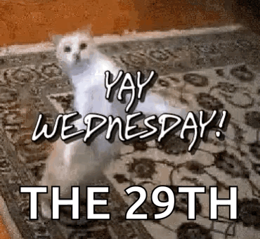 a white cat is sitting on a rug with the words `` yay wednesday ! the 29th '' .