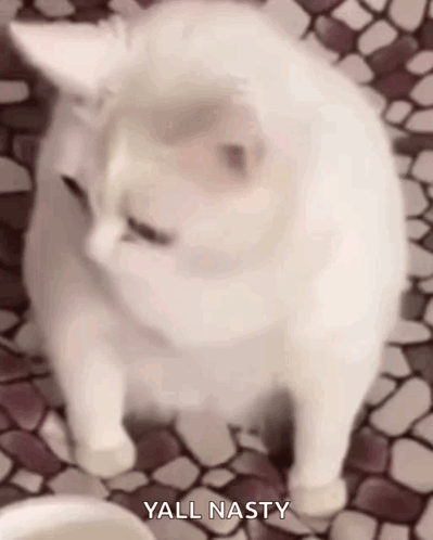 A White Cat Is Sitting On A Tiled Floor And Looking At The Camera With The Words Yall Nasty Above It . GIF