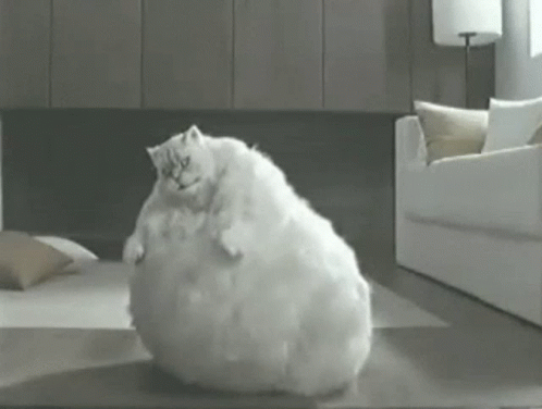A White Cat Is Sitting On Top Of A White Couch In A Living Room GIF