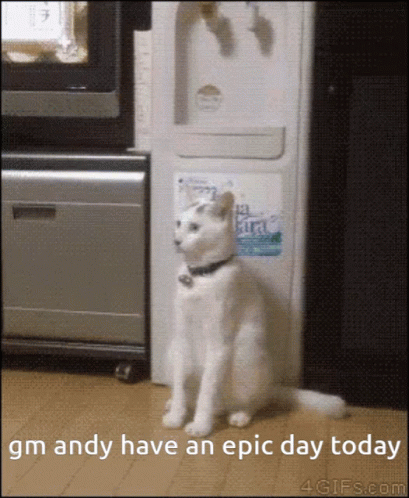 A White Cat Is Standing In Front Of A Water Dispenser And Says Gm Andy Have An Epic Day Today GIF