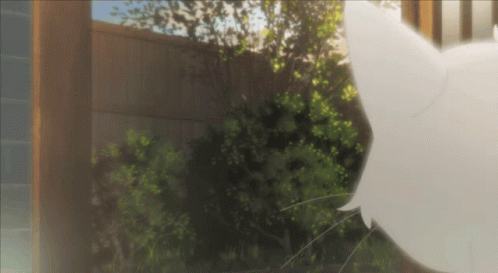 A White Cat Is Standing In Front Of A Wooden Fence And Trees GIF