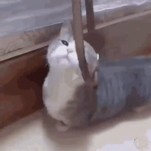A White Cat Is Standing Next To A Blue Bottle On The Floor . GIF