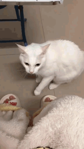 A White Cat Is Standing Next To A Pair Of Slippers That Say Hello GIF