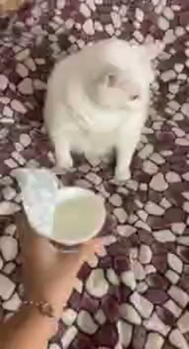 A White Cat Is Standing Next To A Person Holding A Bowl Of Water . GIF
