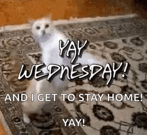 A White Cat Is Standing On A Rug With The Words `` Yay Wednesday And I Get To Stay Home ! '' GIF