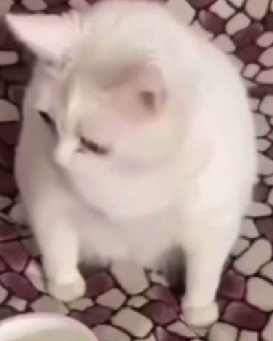 A White Cat Is Standing On A Tiled Floor And Looking At The Camera GIF