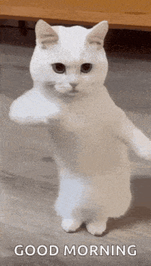 A White Cat Is Standing On Its Hind Legs And Giving A Fist . GIF