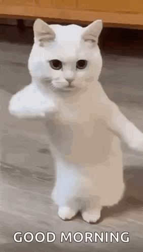A White Cat Is Standing On Its Hind Legs And Giving A High Five . GIF